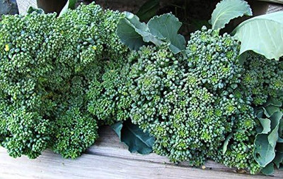 Qualtivate XXX-4A Calabrese Green Broccoli Seeds Seed(300 per packet)