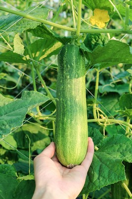 Qualtivate GBPT-4A Straight Eight Cucumber Seeds, Thicker Seed(300 per packet)
