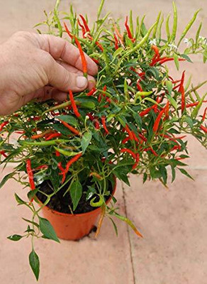WILLVINE ROX -VIII Cayenne Hot Pepper Chilli Vegetable[10gm, 2000 Seeds] Seed(2000 per packet)