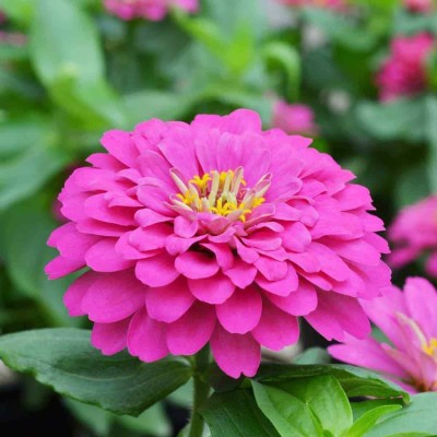 VibeX XL-80 - Pink Zinnia Flower - (90 Seeds) Seed(90 per packet)