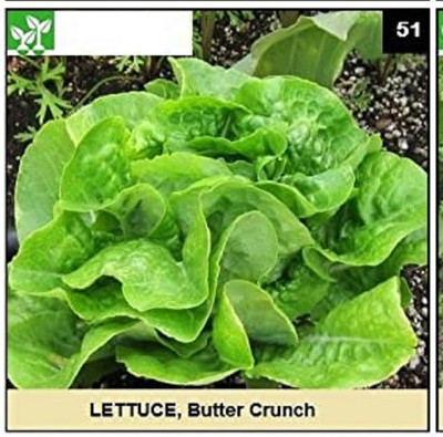 CYBEXIS BUTTER CRUNCH LETTUCE2000 Seeds Seed(2000 per packet)
