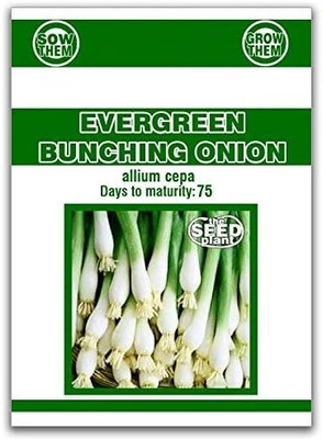 Biosnyg Evergreen Bunching Onion Seeds-2500 Seeds/10gm Seed(2500 per packet)
