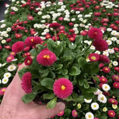 Aro Daisy Seed(110 per packet)