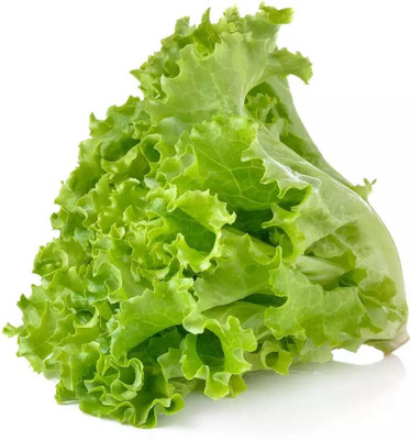 VIATION High Quality Fresh Iceberg Lettuce Seed(150 per packet)