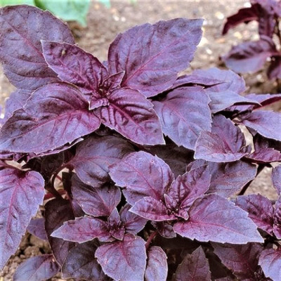 Qualtivate TLX-21 Red Rubin Basil Seeds Seed(1000 per packet)