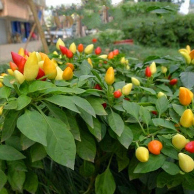 CYBEXIS Hot Mini yellow chilli Seeds2400 Seeds Seed(2400 per packet)