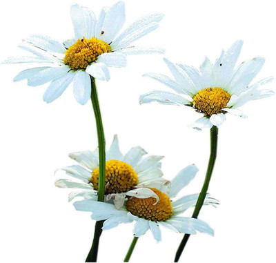 CYBEXIS LXI-73 - White Breeze Shasta Daisy Bright Fast Bloomer - (60 Seeds) Seed(60 per packet)