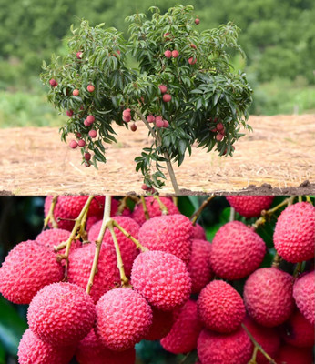 Aywal Sweet Lychee Fruit Seed(2 per packet)