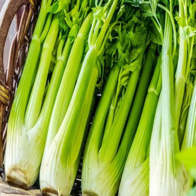 ENTENT Organic Celery Vegetable Seed(120 per packet)