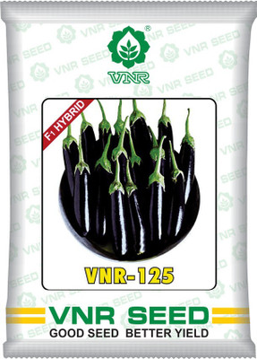 Pbevergreen vnr 125 hybrid brinjal Seed(105 per packet)