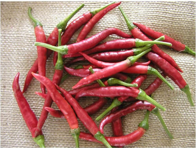 Biosnyg Non GMO Hot Damian Chilli Vegetable Seeds For Planting-(2000 Seeds) Seed(2000 per packet)