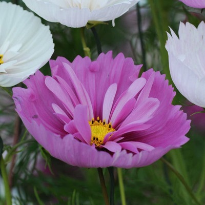 CYBEXIS Flower Seeds Cosmos Producing Pink & White Blooms Seed(50 per packet)