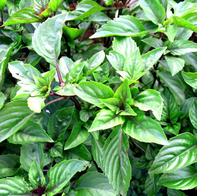 XEFRA ORGANIC BASIL PLANT Seed(70 per packet)
