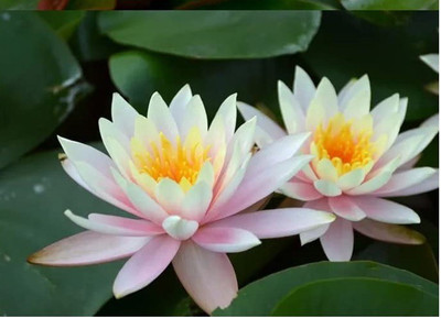 VibeX PAU-62 - Water Lily/Lotus - (270 Seeds) Seed(270 per packet)