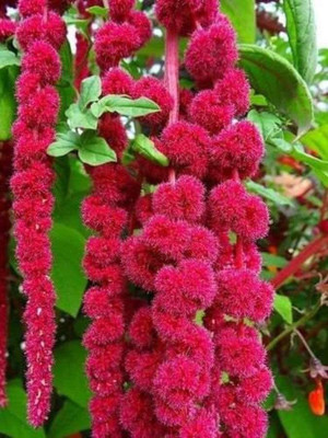 Aywal Amaranthus Burgundy Red/ Dark Green Flower Seed(60 per packet)