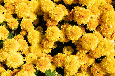 BrijBooti marigold/gende ka phool flower seeds Seed(50 per packet)