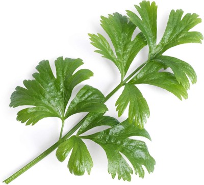 VibeX NDIR-17 - Plant Celery - (750 Seeds) Seed(750 per packet)