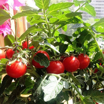 CYBEXIS F1 Hybrid Rare Tomato Seeds2000 Seeds Seed(2000 per packet)