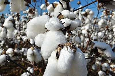 the green dotcom kapas seeds/Cotton seed 18 Seed(18 per packet)