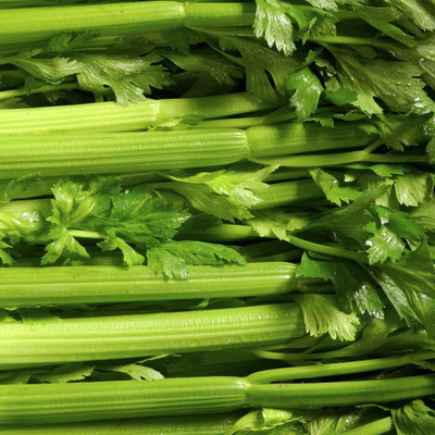 ENTENT Organic Celery Vegetable Seed(120 per packet)
