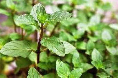 KANAYA Pudina/Mint Hebrs Seed(85 per packet)