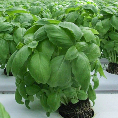 Quentova Italian Basil Herb-QLTY Seed(300 per packet)