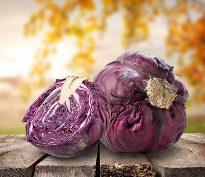 WILLVINE MEH -V Cabbage Purple Seeds [2.5g] Seed(750 per packet)