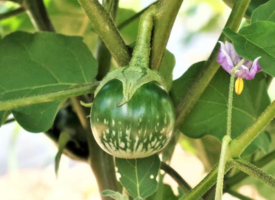 Biosnyg Heirloom Garden Petch Siam Thai Brinjal ( Seeds) Seed(5000 per packet)
