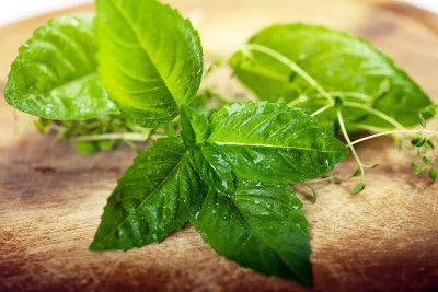 XEFRA Basil - Italian Large Leaf Seed(50 per packet)