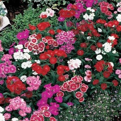 Lorvox Dianthus Grenadin Snow White Flower Seed(20 per packet)