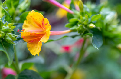 BDSresolve mix colour sondha malaoti flower seeds Seed(20 per packet)