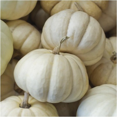 Biosnyg QAN-65 Baby Boo Pumpkin (Cucurbita Pepo)-[100 Seeds] Seed(100 per packet)