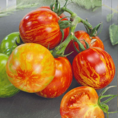 DIVINE TOMATO , TAMATAR Seed(200 per packet)