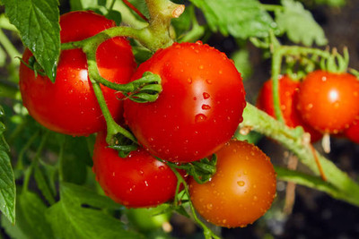 Jui tomato Seed(85 per packet)