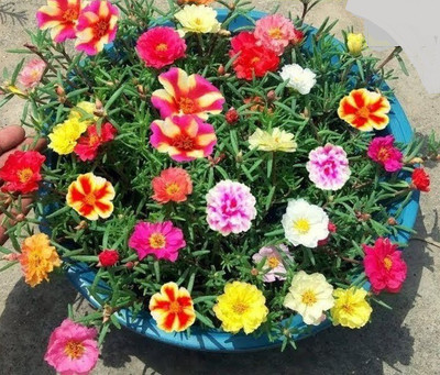 wequaity Hibrid time flower seeds,four O clock flower seeds mix color for home garden Seed(60 per packet)