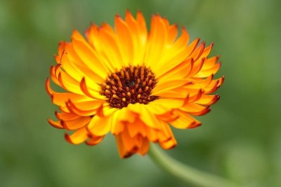 Quentova Indian Prince Orange Flowers/Calendula-XLI Seed(40 per packet)