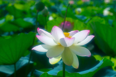 Deshi Nushke lotus,kamal gatta Seed(10 per packet)