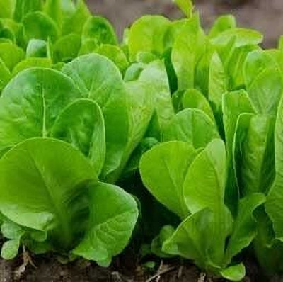 Aywal Water Spinach / Palak Seed(2000 per packet)