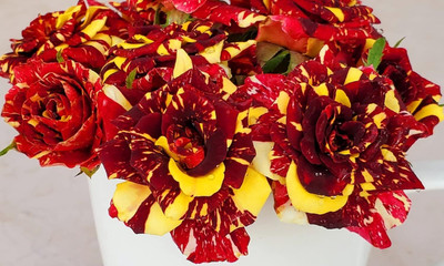 Qualtivate GBPT-1A Abracadabra Rose Seeds Seed(25 per packet)