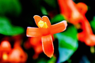 RuelandSteve kanakambaram-firecracker-crossandra Seed(24 per packet)