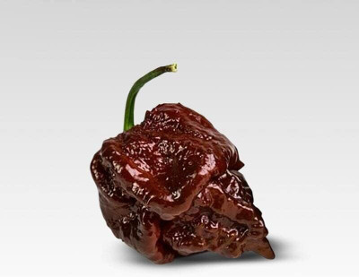 Qualtivate RES-4A 7 Pot Chocolate Brain Strain Pepper Seed(300 per packet)