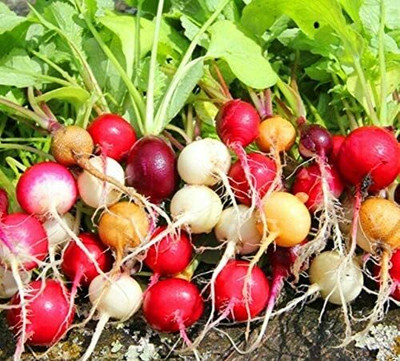 CYBEXIS Radish Rainbow Mix Red,Yellow,Purple,White Coloured (Raphanus Sativus)2400 Seeds Seed(2400 per packet)
