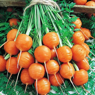 CYBEXIS GBPUT-44 - Red Carrot Paris Market - (750 Seeds) Seed(750 per packet)