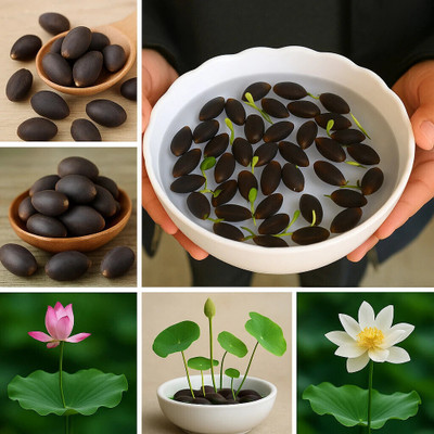 NDS Lotus Seeds, Dwarf variant, Night Grooming Lotus Seed, flower seeds for summer Seed(12 per packet)