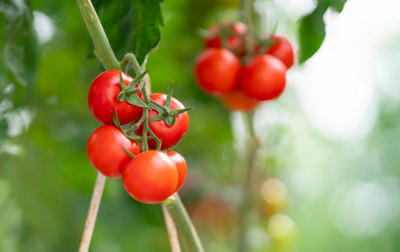 greenhut tomato Seed(55 per packet)