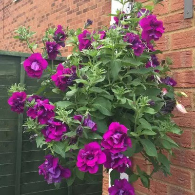 Aro Petunia Seed(180 per packet)