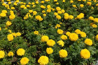 Pearlo marigold/gende ka phool flower seeds Seed(75 per packet)
