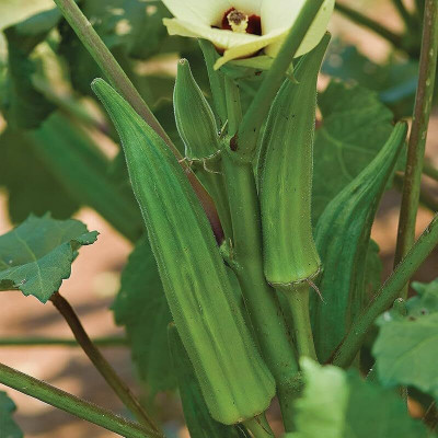 LPR LADY FINGER, (BINDI) Seed(20 per packet)