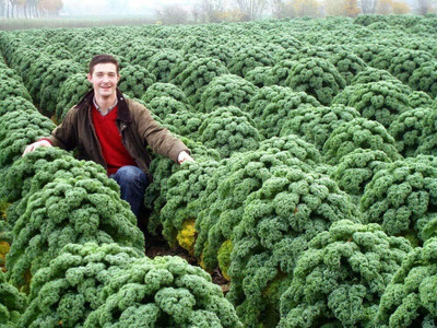 WILLVINE GBPUT -VII Giant Dinosaur Kale Bush Cabbage Curly Scotch [2.5g] Seed(750 per packet)