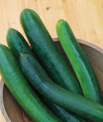 VibeX XLL-35 - Sweet Success Slicing Cucumber - (150 Seeds) Seed(150 per packet)